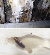 木材腐朽菌とシロアリ.jpg